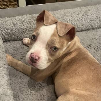 Pit Bull Terrier Dogs Available for Adoption in Little River, South Carolina - Princess Safia | PetCurious