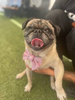 Rescue Pug Dogs for Adoption in Gardena, California - Levon *special Needs* | PetCurious