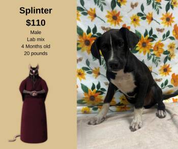 Rescue Labrador Retriever Dogs for Adoption in Decatur, Alabama - Splinter | PetCurious