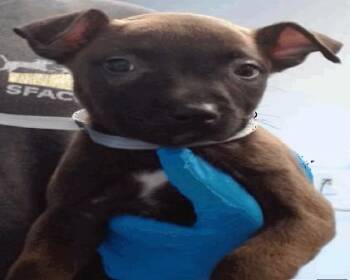 TWYLA -  Pit Bull Terrier Dog for Adoption in Palo Alto, California - TWYLA | PetCurious