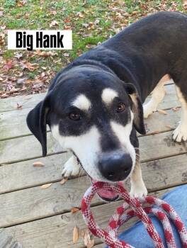 Rescue Labrador Retriever Dogs for Adoption in Little Rock, Arkansas - Big Hank | PetCurious