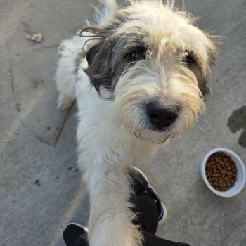 Lola -  Great Pyrenees and Poodle Dog for Adoption in Lancaster, Kentucky - Lola | PetCurious