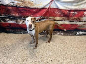 American Bulldog Dogs Available for Adoption in Doral, Florida - CHANCE | PetCurious