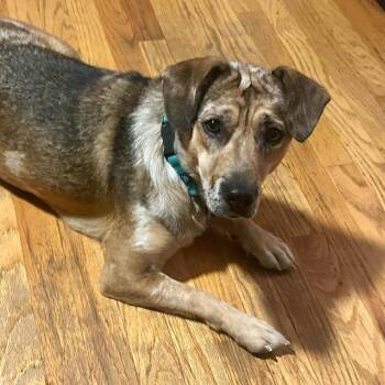 Pancake Patti -  Mixed Breed Dog for Adoption in Prospect, Kentucky - Pancake Patti | PetCurious