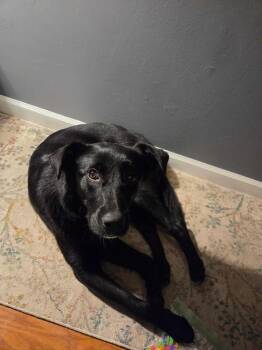 Retriever and Feist Dogs Available for Adoption - Dixie | PetCurious