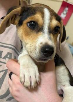 Maverick -  Chihuahua and Beagle Dog for Adoption in Ashville, Ohio - Maverick | PetCurious