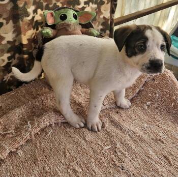 Hound and Mixed Breed Dogs Available for Adoption in San Antonio, Texas - Brownie (F) | PetCurious