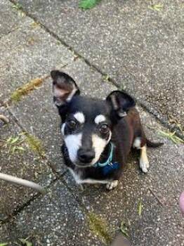 Skeeter -  Chihuahua Dog for Adoption in Bothell, Washington - Skeeter | PetCurious