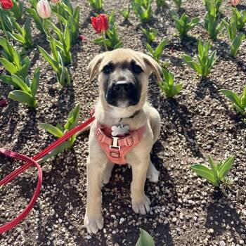 Shepherd Dogs Available for Adoption in Fort Collins, Colorado - Citrine | PetCurious