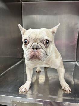 Kapri -  French Bulldog Dog for Adoption in Marietta, Georgia - Kapri | PetCurious