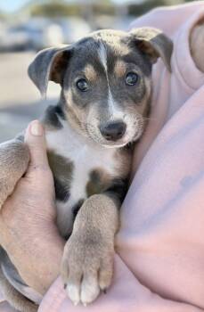 Australian Cattle Dog Blue Heeler Dogs Available for Adoption - Orion | PetCurious