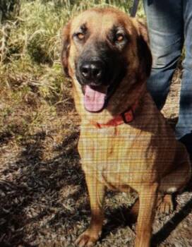 Anatolian Shepherd Dogs Available for Adoption in Frazier Park, California - Lovie | PetCurious