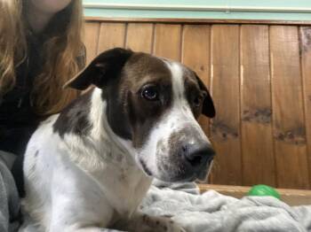 Hound and Mixed Breed Dogs Available for Adoption - Penelope | PetCurious