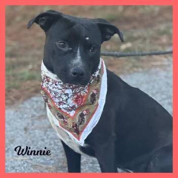 Rescue Mixed Breed Dogs for Adoption in Sumter, South Carolina - Winnie | PetCurious