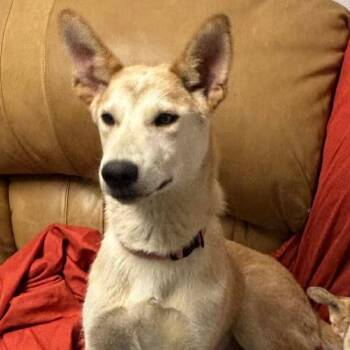 Husky and Australian Shepherd Dogs Available for Adoption in Belleville, Illinois - Mary Kate | PetCurious