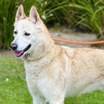 Rescue Siberian Husky Dogs for Adoption in Camarillo, California - RYDER | PetCurious