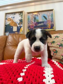 Bounty The Coconut Girl -  Husky and Pit Bull Terrier Dog for Adoption in Friendswood, Texas - Bounty The Coconut Girl | PetCurious