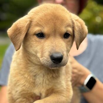 NY Rambo avail Jul 3 (Rev250 Patterson NY) -  Shepherd and Mixed Breed Dog for Adoption in Eastford, Connecticut - NY Rambo Avail Jul 3 (Rev250 Patterson NY) | PetCurious