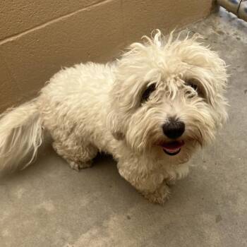 Coco -  Poodle Dog for Adoption in Ojai, California - Coco | PetCurious