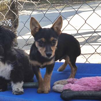 Taco -  Yorkshire Terrier Dog for Adoption in Athens, Alabama - Taco | PetCurious