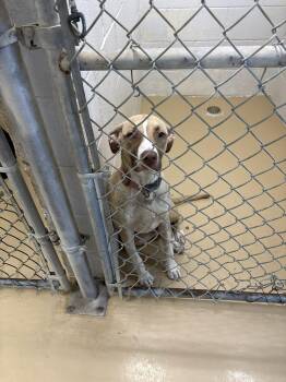 Luna -  Mixed Breed Dog Available for Adoption in Clyde, Texas - Luna | PetCurious