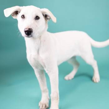 Kiwi -  Labrador Retriever and Shepherd Dog for Adoption in Portland, Oregon - Kiwi | PetCurious