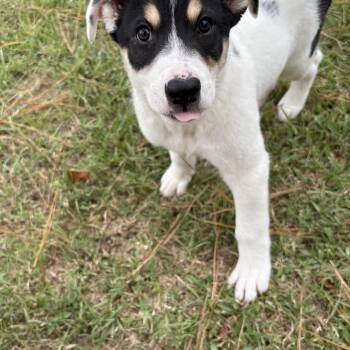 Rescue Labrador Retriever and Husky Dogs for Adoption in League City, Texas - Boo | PetCurious