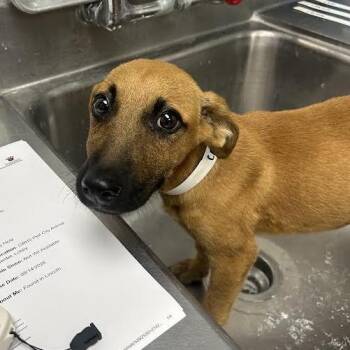 Carley -  Labrador Retriever and Mixed Breed Dog for Adoption in Birmingham, Alabama - Carley | PetCurious