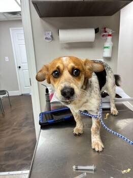 Cardigan Welsh Corgi Dogs Available for Adoption - Bronco | PetCurious