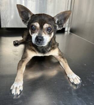 Rescue Chihuahua and Mixed Breed Dogs for Adoption in Fort Worth, Texas - 59833447 | PetCurious