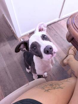 Pit Bull Terrier and Mixed Breed Dogs Available for Adoption in Visalia, California - Shark | PetCurious