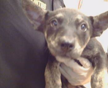 Rescue Belgian Shepherd Malinois Dogs for Adoption in Sacramento, California - HENNY | PetCurious