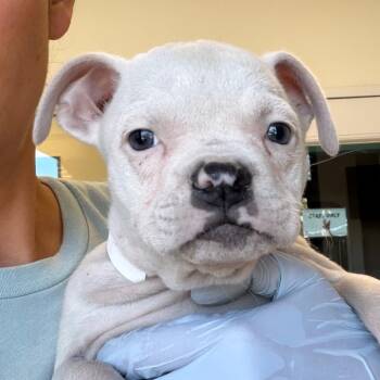 Reagan -  Pit Bull Terrier and Mixed Breed Dog for Adoption in Nashville, Tennessee - Reagan | PetCurious