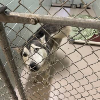Faith -  Husky Dog for Adoption in Newark, New Jersey - Faith | PetCurious