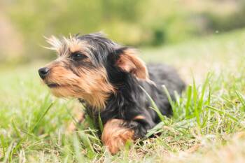 Rescue Yorkshire Terrier and Bichon Frise Dogs for Adoption in Gradyville, Kentucky - Aurelie | PetCurious