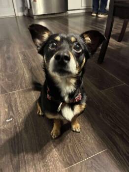 Rescue Chihuahua Dogs for Adoption in Kingsville, Texas - Meza | PetCurious