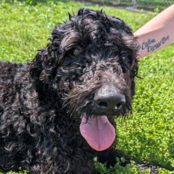Goldendoodle Dogs Available for Adoption in Normal, Illinois - King | PetCurious