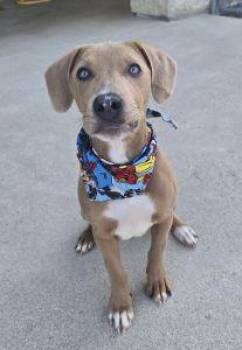 Gunner -  Labrador Retriever and Pit Bull Terrier Dog for Adoption in Bucyrus, Ohio - Gunner | PetCurious