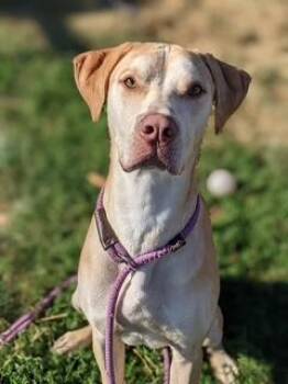 Rescue Catahoula Leopard Dog Dogs for Adoption in North Canton, Ohio - Gus | PetCurious