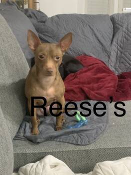 Reeses -  Miniature Pinscher and Chiweenie Dog for Adoption in Olympia, Washington - Reeses | PetCurious
