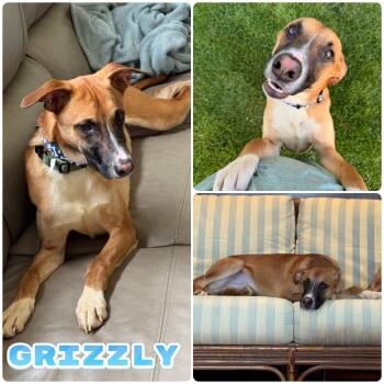 Rescue Affenpinscher Dogs for Adoption in Pierceton, Indiana - Grizzly | PetCurious