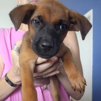 Monica -  Black Mouth Cur and Boxer Dog Available for Adoption in Clarksdale, Mississippi - Monica | PetCurious