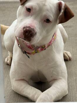 Peony -  Terrier Dog for Adoption in Mason City, Iowa - Peony | PetCurious