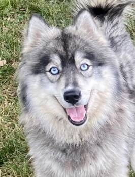 Baltino -  Siberian Husky Dog for Adoption in Glasgow, Kentucky - Baltino | PetCurious