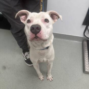 Sub-Zero -  Terrier Dog for Adoption in Abilene, Texas - Sub-Zero | PetCurious