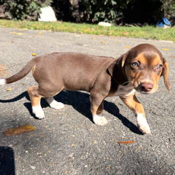 Jewels Pup: Topaz -  Chihuahua and Beagle Dog for Adoption in Falls Church, Virginia - Jewels Pup: Topaz | PetCurious