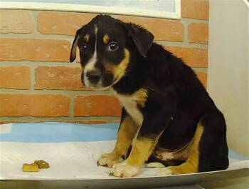 A2092917 -  German Shepherd Dog and Staffordshire Bull Terrier Dog for Adoption in Houston, Texas - A2092917 | PetCurious
