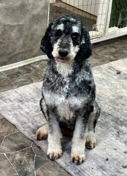 Standard Poodle Dogs Available for Adoption in Liberty Center, Ohio - Nellie | PetCurious