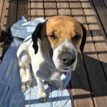 Foxhound and Mixed Breed Dogs Available for Adoption - Hope | PetCurious