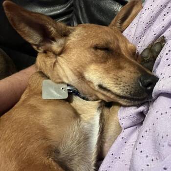 Tiki -  Chihuahua and Dachshund Dog for Adoption in Farmersville, Ohio - Tiki | PetCurious